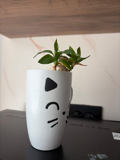 A close-up, eye-level shot shows a white mug with a black cat face design, holding a small, leafy green plant. The mug sits on a black surface, which appears to be the top of an appliance, as indicated by a warning sticker and some faint text. Behind the mug, a wall with a marbled pattern is visible, and above that, a wooden shelf with a visible wood grain texture. The lighting suggests an indoor environment. This image was taken in Kyzyl, Russia.