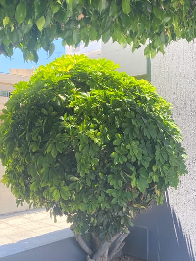 A medium shot captures a large, spherical umbrella tree, also known as Schefflera actinophylla, in Germasogeia Municipality, Cyprus. The tree is the dominant subject, its dense, vibrant green foliage filling the frame. The leaves are characterized by their palmate arrangement, with multiple leaflets radiating from a central point, creating a full and lush appearance. The tree is situated outdoors, with hints of a building's textured white wall and a dark blue wall in the background. Sunlight illuminates the leaves, particularly on the left side, creating a bright, almost luminous effect, suggesting it is daytime. Shadows are cast on the blue wall, indicating the direction of the sun. The ground beneath the tree is paved with light-colored tiles. In the far left and right edges of the image, glimpses of other greenery can be seen, implying a landscaped area. The sky, visible at the top left, is a clear blue, suggesting fair weather. There is no visible text in the image.