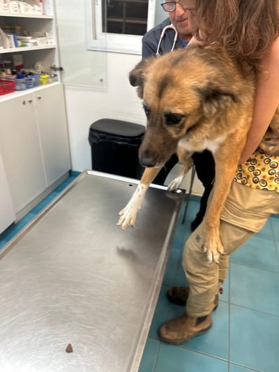 This image depicts an interior scene within a veterinary clinic in Kfar Vitkin, Israel. A medium-sized dog, with tan and brown fur, darker facial markings, and a white chest patch, is being supported by a person in light tan cargo pants and a patterned top. The dog's front left paw, distinguished by white fur and brown spots, extends towards a stainless steel examination table. A small, dark, triangular object rests centrally on the table's surface. Behind the dog and the first individual, a male veterinarian, wearing blue scrubs, glasses, and a pink stethoscope, stands and observes. The background features white walls, open white medical cabinets stocked with various supplies, a black trash bin, and a window. The floor is tiled in light blue.
