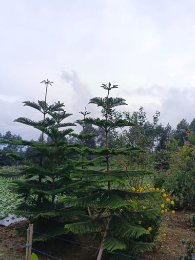 The image captures an outdoor landscape in Kabiufa, Papua New Guinea, under an overcast sky. The foreground is dominated by three Norfolk Island Pine trees, characterized by their tiered, horizontal branching and dark green foliage. A simple wooden fence post with a blue string is visible in the lower left. To the right of the pine trees, a cluster of yellow flowers grows amidst other green shrubs, with some reddish-purple flowers also present. The ground in the immediate foreground consists of bare soil. In the midground on the left, a cultivated field is visible, containing rows of low green plants and sections of white plastic sheeting. A dense treeline of various tree species forms the background, extending across the horizon. No individuals, actions, or interactions are depicted within the scene.