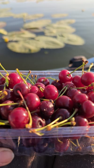 A close-up, vertical shot captures a clear plastic container filled with ripe cherries. The cherries are a deep red color with visible stems, some still attached. In the background, out of focus, is a body of water with lily pads floating on its surface, suggesting an outdoor, natural setting. The water is calm and reflects the light, creating a serene ambiance. The overall impression is one of freshness and abundance, possibly indicating a harvest or a moment of enjoying nature's bounty. The specific location in the city of Sebyne, Ukraine, is not visually represented in the image itself.