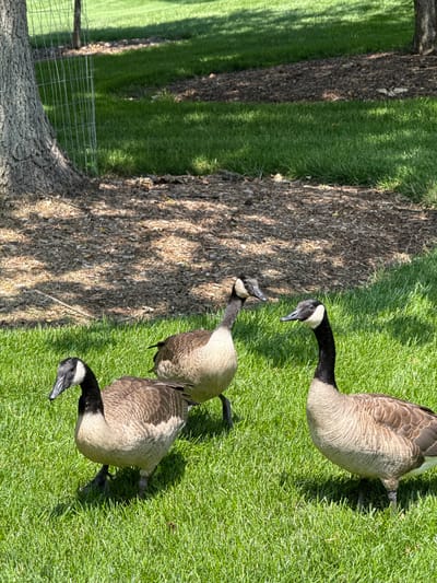 Three Canada geese are standing on a grassy area with a tree in the background. The goose on the left is facing left with its head down. The goose in the middle is facing left with its head up. The goose on the right is facing forward with its head tilted to the right. The geese are brown and black with white markings on their faces. The grass is green and appears to be well-maintained. The tree in the background is large and has a textured bark. The scene is illuminated by sunlight, casting shadows on the grass.