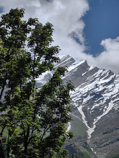 A vertical, close-up shot captures a vibrant green tree with dense foliage in the foreground, partially obscuring a majestic, snow-capped mountain range in the background. The mountain's rugged slopes are striated with dark rock and patches of white snow, indicative of a high-altitude landscape. The sky above is a brilliant blue, dotted with fluffy white clouds. The image evokes a sense of natural beauty and the stark contrast between verdant flora and the imposing, icy peaks. The location is identified as Burwa, India, suggesting a mountainous region within the country. There are no people or discernible actions depicted in the scene.