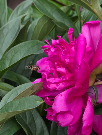 A hoverfly with black and yellow stripes hovers near a vibrant pink peony blossom. The flower's petals are intricately layered and slightly unfurled, revealing its inner structure. Lush green leaves surround the blossom, creating a naturalistic backdrop. The image was taken in Pidhorodne, Ukraine.