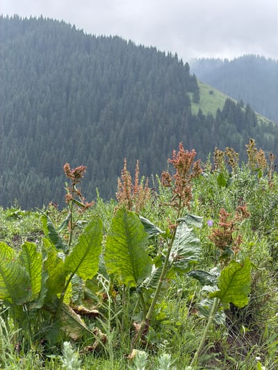 The image shows a natural landscape in the vicinity of Kaindy, Kyrgyzstan. In the foreground, lush green vegetation dominates, including large, broad-leafed plants and various grasses. Some plants have tall, reddish-brown seed stalks. A small purple flower is visible amidst the greenery. In the background, a dense, dark green forest covers a sloping hillside. The sky is overcast with a light haze, suggesting a cloudy or misty day. The overall scene depicts a mountainous, forested region with a focus on the wild flora in the foreground.