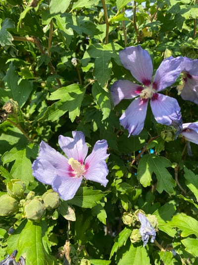 The image shows a close-up view of a flowering shrub with vibrant green leaves and several purple hibiscus flowers. Two large, fully bloomed flowers are prominent, one in the upper right and another in the lower left. These flowers feature delicate, light purple petals with a deeper pink or magenta center. Several unopened flower buds, a deep green and fuzzy in appearance, are clustered on a branch in the lower left quadrant. In the upper right and lower right, parts of wilting or dried flowers can be seen, adding a sense of the plant's life cycle. The background is filled with lush foliage, suggesting an outdoor setting. The lighting indicates a sunny day, with bright light casting shadows on the leaves and flowers. The image was taken in Deutschkreutz, Austria, likely in a garden or park setting, given the abundance of greenery and the presence of flowering plants. No people or animals are visible in the scene.