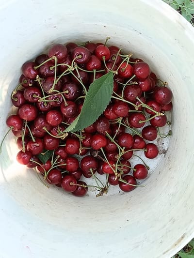 The image shows a white bucket filled with ripe cherries, viewed from a high-angle perspective. The cherries are deep red and clustered together, with some stems still attached. A single green leaf is nestled amongst the fruit. The interior of the bucket is visible, showing a slightly textured, off-white surface. The lighting suggests it is daytime, likely outdoors, with some dappled light creating subtle shadows. The overall impression is one of a fresh harvest, possibly on a farm or in a garden in Fundurii Vechi, Moldova. There is no visible text in the image.