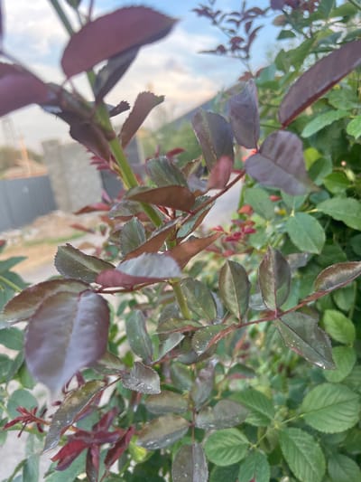 A close-up, top-down view of a rose bush with many leaves, some of which are dark red and others are green. The leaves are serrated and have a slightly glossy texture, with some water droplets visible on them. The stems are thin and reddish-brown. In the background, there are more green leaves, suggesting the bush is healthy and growing. The lighting suggests it is daytime, possibly late afternoon due to the soft light. The scene appears to be outdoors, with a hint of a building or structure in the out-of-focus background, but no clear location cues are visible to pinpoint a specific place within Qoyankus, Kazakhstan. There is no text visible in the image. The focus is entirely on the plant's foliage.