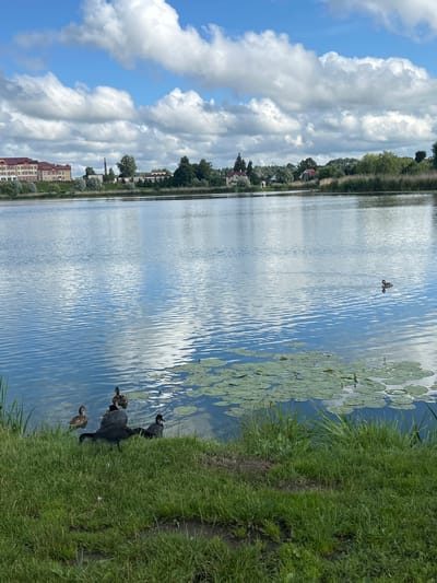 This image shows a serene lake scene near a village, possibly within the territory of Азярэцкі сельскі Савет, Belarus. The water is calm and reflects the cloudy blue sky, with ripples spreading across its surface. A cluster of lily pads floats on the right side of the lake. Along the grassy bank in the foreground, several birds are gathered. Among them are what appear to be ducks and possibly coots, with one larger dark-colored bird in the center of the group. In the background, across the lake, a shoreline is lined with trees and vegetation. Further back, several buildings are visible, including a multi-story red-roofed building and smaller houses, suggesting the presence of a settlement. The overall impression is one of natural beauty and peaceful rural life.