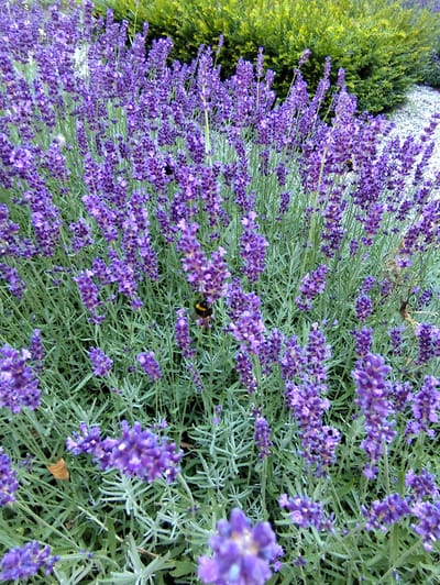 A close-up, eye-level shot shows a field of blooming lavender plants in Schaijk, Netherlands. The lavender flowers are a vibrant purple and are densely packed together, with some stalks reaching higher than others. Interspersed within the lavender stalks, a bumblebee can be seen in the center of the frame, its body black and yellow. The background features a blurred green hedge and a patch of white gravel. The lighting suggests it is daytime.