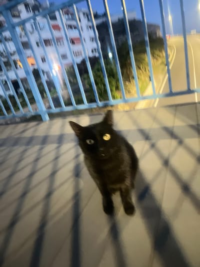 A black cat is sitting on a tiled balcony, near a blue metal railing. In the background, buildings are visible through the railing. The scene is blurred, and the location is suggested to be Puerto Rico, Spain.