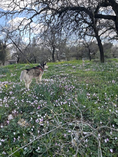 The image depicts a serene outdoor scene, likely in a natural park or rural area in Alon HaGalil, Israel, under daylight conditions. The central subject is a fluffy, husky-like dog with grey, white, and black fur, wearing a red harness. The dog is positioned in the middle of the frame, standing attentively with its head tilted upwards and its gaze directed towards a stand of large trees on the left.

The ground is covered by an expansive field of lush green grass, densely interspersed with countless small, light purple and pink wildflowers, suggesting a spring bloom. These flowers extend across much of the foreground and midground. In the background and to the left, several mature trees with intricate, bare branches stand prominently against a bright, partly cloudy sky. Their gnarled branches create a complex silhouette. The weather appears clear and bright, though not intensely sunny, without harsh shadows. The overall impression is one of peaceful observation and connection with nature. No people or visible text are present in the image.