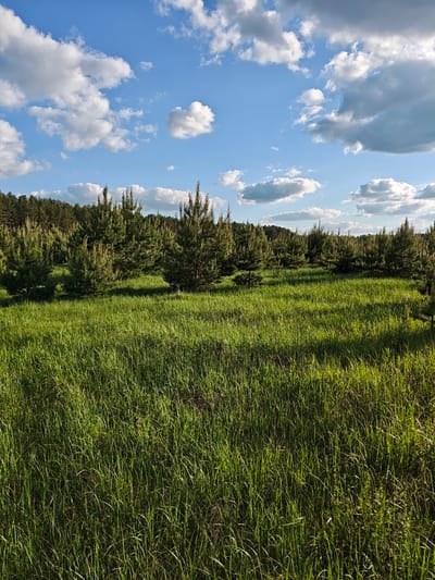 The image depicts a field of tall green grass in Заречье, Russia. In the background, there is a row of small evergreen trees, likely pine or fir, along the edge of a denser forest. The sky is blue with scattered white cumulus clouds. The lighting suggests it is daytime, and there are shadows cast on the grass. There are no people visible in the frame.