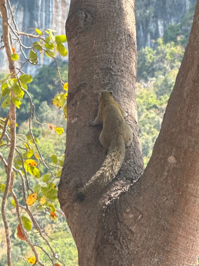 A squirrel clings to a large, horizontal tree branch, its fur a muted blend of green and brown. The squirrel's bushy tail extends out, partially obscuring the branch's texture. Below, leafy branches with a mix of green and yellow leaves reach upwards. The background hints at a landscape of trees and foliage, blurred in the distance. The tree branch occupies the majority of the frame, providing a strong horizontal element, with the squirrel being the focal point.