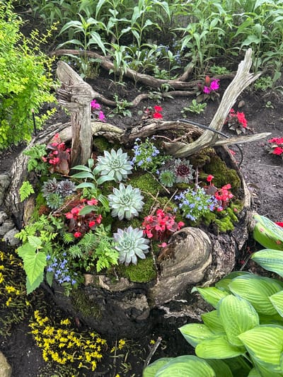 The image depicts a decorative planting within a hollowed-out tree stump in Mount Royal, Canada. The stump is filled with various succulents, moss, small red and pink flowers, and delicate blue-flowered plants. The surrounding area is dark soil, with some green foliage and yellow ground cover plants visible. A gnarled piece of driftwood is placed across the top of the stump, adding to the rustic aesthetic. The background shows more green plants and some scattered red flowers. The scene is a close-up, eye-level view of the garden feature.