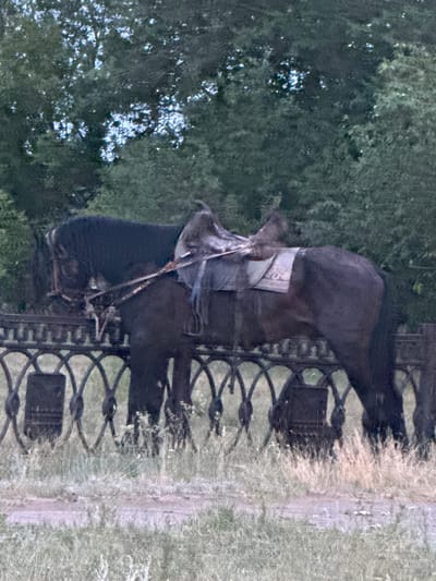 A dark-colored horse stands beside a decorative black metal fence. The horse is equipped with a saddle, which appears to be light-colored with a patterned blanket underneath. The horse's mane is long and dark, and it is wearing a bridle. The background consists of dense green trees. The ground in front of the fence is covered with dry grass, and there is a narrow path or patch of lighter-colored ground behind the fence. The image is taken outdoors during daylight. This scene appears to be located in the city of Өндіріс, Kazakhstan.