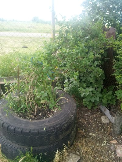 This image depicts an outdoor scene in Zelenyi Hai, Ukraine. In the foreground, two dark, worn vehicle tires are stacked, with the top tire functioning as a planter containing soil and a variety of green plants, some exhibiting thin, dry, woody stems. Blue plastic ties are visible, securing some plant stems to a metal support rod. The ground around the base of the tires consists of sparse green grass and dry vegetation. To the right of the tires, a dense thicket of vibrant green foliage, likely a bush or climbing plant, obscures much of a weathered wire mesh fence. A wooden post and a light-colored stone or concrete block are partially visible at the base of this foliage near the fence. The ground on the right comprises exposed soil, dry, matted vegetation, and numerous small, white fallen petals or flower parts. Beyond the wire mesh fence in the background, a wide, open field of green grass extends to the horizon. A light-colored, unpaved path or road traverses the field in the mid-distance. Distant trees are discernible against an overcast or brightly illuminated sky. No people are present in the image.