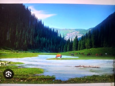 A serene landscape photograph captures a pristine natural environment in the vicinity of Baş-Bulak, Kyrgyzstan. The scene features a winding river with clear, reflective water flowing through a lush, green meadow. On the left bank of the river, a dense forest of tall, dark green coniferous trees rises steeply, forming a dramatic backdrop that stretches towards distant, hazy mountains under a bright blue sky.

In the middle ground, a single horse with a reddish-brown coat grazes peacefully on a small patch of grass emerging from the river. Further in the distance, on the higher ground to the right, a small herd of horses can be seen scattered across the grassy slopes, some grazing and others standing. The environment appears untouched and tranquil, with the natural beauty of the mountains, forest, and river dominating the frame. A few small white flowers dot the green meadow near the riverbank. The overall impression is one of peaceful solitude and the raw beauty of the Kyrgyz landscape.