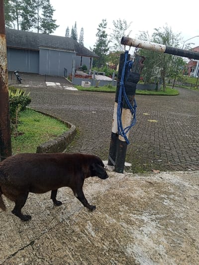 A dark, stout dog walks on a concrete slab, near a black and white striped pole with a blue rope hanging from it. Behind the pole lies a brick road leading towards a gray building with an angled roof, framed by tall green trees. A patch of grass separates the slab from the road. Overcast skies suggest it is daytime.