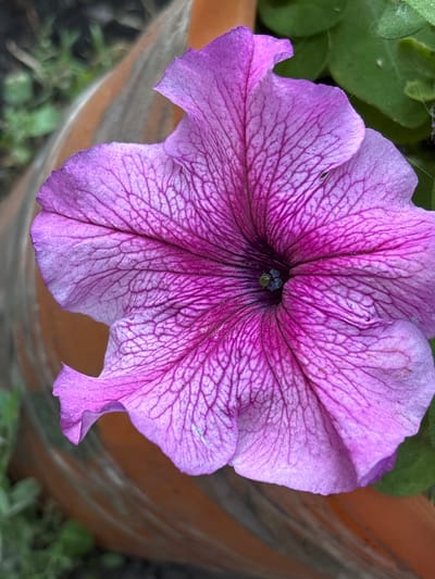 A close-up, overhead shot captures a vibrant purple petunia flower with intricate, dark purple veining across its petals. The flower is centered in the frame, filling most of the image space. The background is softly blurred, showing parts of a brown planter pot and out-of-focus green foliage. The flower's texture appears delicate, with slight imperfections and a subtle shimmer in the light. No people or animals are present. The setting is likely an outdoor garden or balcony in Ворошиловка, Kazakhstan.