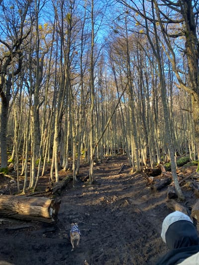 A forest scene is depicted in Unknown, Argentina. The trees are bare with lichen-covered branches reaching towards a blue sky. The ground is muddy, suggesting a recent rain or wet conditions. To the right, a partially visible person with dark pants and a gray and white sock is present. A dog, wearing a patterned shirt, lies on the ground. A cut tree trunk lies on the right side of the image near the edge of the path. The lighting indicates either early morning or late afternoon.