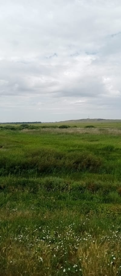 This is a photograph of a vast, green, grassy plain under a cloudy sky. In the background, a distant treeline can be seen, and on the right side of the frame, a gently sloping hill with a telecommunications tower is visible. The foreground is dominated by thick, verdant grass, interspersed with small white flowers. The overall impression is one of a natural, open landscape. The location is the city of Marinovka, Kazakhstan.