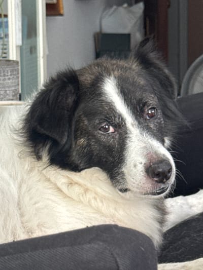 The image shows a close-up, vertically oriented view of a black and white dog lying down. The dog's head is tilted, and its eyes are looking upwards and slightly to the left. The dog has a white stripe down its nose and forehead, and its fur is shaggy. The background is out of focus but appears to be indoors, with a dark, textured surface behind the dog and shelves with various items in the lower portion of the frame. The lighting suggests it could be daytime, but there are no external windows or weather indicators visible. The overall impression is that the dog is relaxed or perhaps curious about something above and to its left. There is no visible text in the image.
