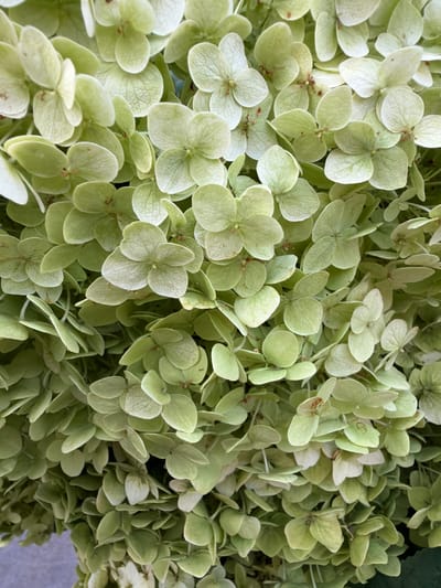A close-up, overhead shot shows a dense cluster of light green hydrangea flowers. The flowers are small and have four petals each. Some petals are slightly wilted and have a papery texture. The overall impression is one of abundance and natural beauty. The scene is set in the city of Vikulovo, Russia, but this specific location is not depicted in the image.