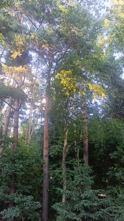 This media file is a vertical, eye-level, full shot of a forest in Nikolino, Russia. The subjects are various trees, including tall pine trees with reddish-brown bark and slender birch trees with white bark, interspersed with dense green foliage and smaller evergreen trees. The scene is a dense forest with a sunlit canopy, suggesting a clear day. Sunlight filters through the leaves, illuminating parts of the canopy with a warm, golden glow. The time of day appears to be late afternoon or early evening, given the angle of the sunlight. The location context is Nikolino, Russia, which is known for its forested areas. No people, objects, text, or specific activity are visible. The overall mood is serene and natural, evoking a sense of tranquility.
