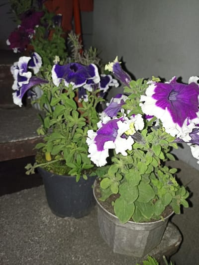 A medium shot captures two potted petunias with purple and white flowers. The pot on the left is black and round, while the pot on the right is octagonal and gray. Both are placed on a gray concrete surface, which appears to be steps or a pathway. The background is dimly lit, with a gray wall to the right and a blurred red object and greenery to the left, suggesting an outdoor setting. The image appears to have been taken at night due to the low light conditions.
