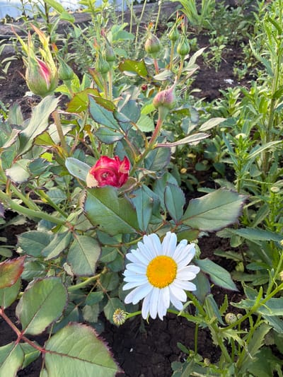This image captures a close-up view of a garden scene in Nyrkeyevo, Russia. The primary subjects are two flowers: a fully bloomed white daisy with a bright yellow center and a partially opened red rosebud with hints of pink. Surrounding the flowers are lush green rose leaves, some with reddish-purple edges, and thorny rose stems. In the background, other green foliage and dark soil are visible, suggesting a natural, outdoor setting.
The composition is vertical, with the daisy positioned on the right side of the frame and the rosebud to its left. Several other rosebuds, still green and closed, are also visible, indicating that the garden is in bloom or preparing to bloom. The lighting suggests it is daytime, with natural sunlight illuminating the flowers and leaves. There are no people, visible text, or specific weather conditions apparent, beyond the general impression of a sunny day conducive to plant growth. The overall mood is tranquil and serene, highlighting the beauty of nature.