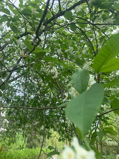 The image shows a view looking up into a tree with white flowers and green leaves. The branches are dark and bare in some areas. The sky is visible through the foliage. In the background, blurred greenery and a path or road can be seen. The location is Kremyonki, Russia.