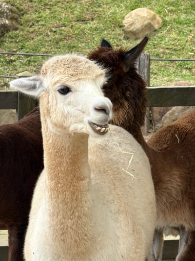 Two alpacas occupy most of the frame. The foremost alpaca has light beige wool and is chewing grass, displaying its lower teeth. The other alpaca, partially obscured, has dark brown wool and a pointed ear. They both stand on a wooden structure. A green grassy area with a rock sits in the background.