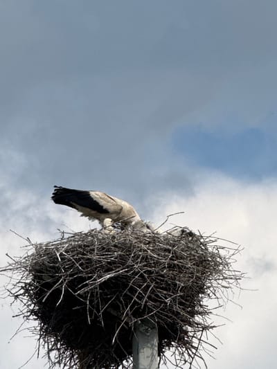 The image shows a low-angle view of a large stork nest built on a structure, likely a utility pole, against a cloudy sky. A stork's wing, featuring black and white feathers, is prominently visible hanging down from the nest. The nest itself is a dense, chaotic mass of twigs and branches. The sky is a mixture of light and dark gray clouds, with a small patch of brighter blue visible in the upper left. The overall impression is one of a natural scene in an outdoor setting, possibly during the daytime, given the brightness of the sky. No people or text are visible. The location context provided is Чэрвень, Belarus.