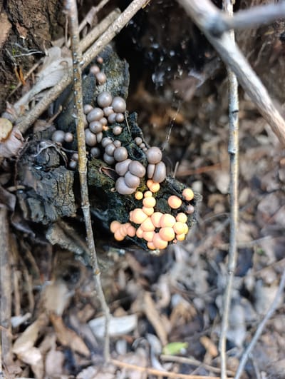 The image shows a cluster of small, round mushrooms growing on a piece of decaying wood. The mushrooms are a pale brown color, and some are clustered together while others are more spread out. The wood is dark and appears to be a section of a tree trunk or a large branch. The background is out of focus, but it appears to be a forest floor covered in fallen leaves and twigs. There are also a few thin, bare branches crossing through the scene. The lighting suggests it is daytime, and the overall impression is one of a natural, wild environment. The specific location of Dimitrovskii, Russia, provides context that this scene is likely found in a temperate forest region. No people, text, or specific events are depicted. The focus is solely on the mushrooms and their immediate surroundings.