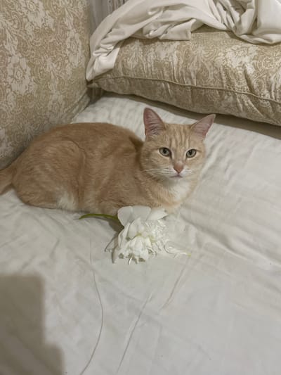 A top-down shot captures a ginger cat lying on a rumpled white bedspread, with ornate patterned pillows on the left. The cat is turned towards the viewer, its head tilted with wide, curious green eyes. A delicate white peony rests beside its head, its soft petals contrasting with the cat's fur. The lighting suggests a dimly lit room, possibly in the evening or at night. The scene evokes a sense of peaceful domesticity and feline charm. No text is visible in the image.
