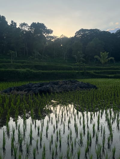 In Tetebatu, Indonesia, a tranquil rice paddy stretches out under a soft sky, hinting at either sunrise or sunset. Lush green rice seedlings, meticulously planted in rows, emerge from the shallow, reflective water. In the foreground, a dark mound of organic material, possibly compost or dried vegetation, rests prominently amidst the young crops. Behind the paddy, terraced layers of darker green vegetation ascend towards a dense wall of trees that forms the horizon. The trees, a mix of various species, create a silhouetted backdrop against the pale, diffused light. The overall scene evokes a sense of rural serenity and agricultural abundance.