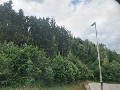 A tall, thin, silver lamppost stands in the right of the frame, with a flat, rectangular light fixture atop it. The lamppost is positioned in front of a densely wooded hillside. The hillside is covered with a variety of trees, primarily coniferous and deciduous, in various shades of green. The trees are tightly packed, creating a thick forest that extends up to the top of the frame. The sky above is overcast with scattered white clouds against a light gray backdrop. The lower portion of the image shows a glimpse of a concrete barrier, suggesting the scene is alongside a road or infrastructure. The image appears to be taken from a moving vehicle, as evidenced by slight motion blur in the foreground grass and the angle of the lamppost. This scene is located in Niklasdorf, Austria.