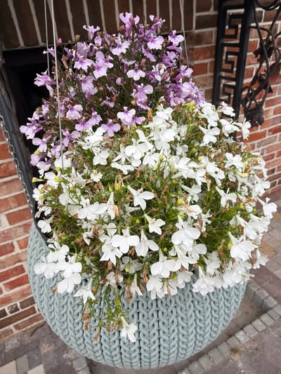 This image shows a hanging planter filled with two varieties of flowers: light purple and white lobelia. The planter itself is a pale blue, textured to resemble knitted fabric. It hangs in front of a brick wall, with a black wrought-iron decorative element visible to the right. The ground is paved with bricks. There are no people or animals present in the image. The scene appears to be an outdoor setting, possibly a garden or a porch, in a location that could be anywhere, as there are no specific indicators of the city of Дорожный, Russia.