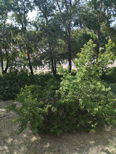 The image shows a view from a height, looking down at a dense growth of green trees and bushes. In the background, parts of buildings and a road are visible through the foliage. The ground in the foreground appears to be covered with light-colored debris, possibly grass clippings or fallen leaves, with shadows of the trees cast upon it. The scene depicts an outdoor urban environment with significant vegetation.
