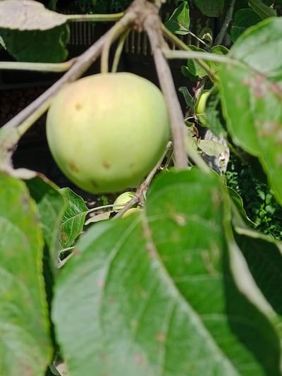 A close-up, slightly blurred image shows a light green apple on a branch, surrounded by green leaves. The apple is round with a few small brown spots. The branch is brown and has a rough texture. The background is out of focus, but appears to be a garden or wooded area with other green foliage and some dark, indistinct objects. The lighting suggests it is daytime. The image was taken in a rural setting, likely a garden or orchard within the Хацежынскі сельскі Савет, Belarus.
