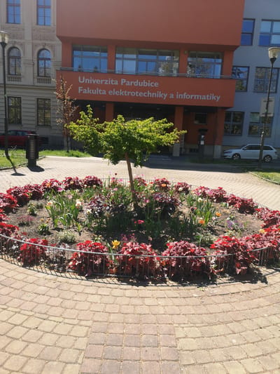 The image captures a scene at the Univerzita Pardubice, Fakulta elektrotechniky a informatiky, located in Pardubice, Czechia. A circular flower bed dominates the foreground, enclosed by a low, metal fence. The flower bed contains a variety of plants, including red-leaved plants, tulips, and other flowering species. A small tree stands at the center of the flower bed. The pavement surrounding the flower bed is made of tan-colored brick. In the background, the university building is visible with its orange facade and signage. To the left of the university building is another building with an older architectural style. A parked car is visible on the right side of the frame, near the university building. Streetlights are also present in the scene.