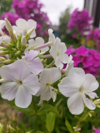 The image shows a close-up of white and light purple phlox flowers in bloom. The flowers have five petals and a star-like shape. They are growing in a garden with a background of blurred pink flowers and green foliage. The sky is overcast. The scene is located in the rural area of Сачыўкаўскі сельскі Савет, Belarus. There are no people or animals visible in the image. The focus is on the delicate petals and the natural beauty of the flowers.