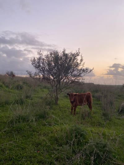A cow stands amidst a field of green grass and scattered vegetation near a bare tree. The sky above is cloudy, with a hint of sunset color at the horizon. The cow's coat is brown, blending somewhat with the surrounding dry underbrush. The overall scene suggests a rural or pastoral landscape at dusk.