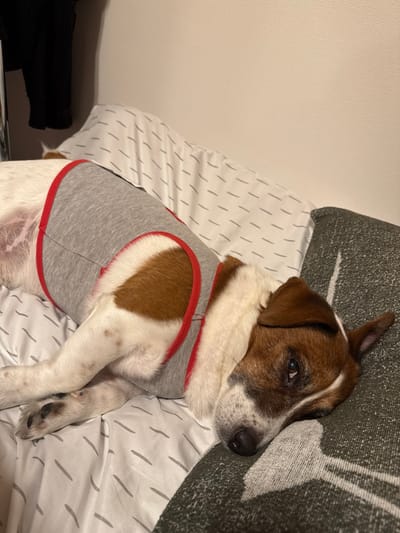 A white and brown dog wearing a grey and red shirt lies on a white and grey patterned bedspread. The dog is resting its head on a dark green pillow. The dog's head is turned to the right and its eyes are closed. The dog's paws are visible in the lower left corner of the image. The scene is located in a private residence in Takarazuka, Japan (latitude: 34.811, longitude: 135.342).  The walls are painted white.