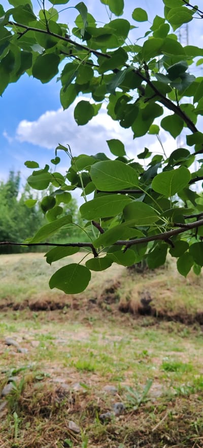 A close-up, eye-level shot captures a branch of a tree with green leaves against a backdrop of a blue sky with scattered white clouds and a softly focused field below. The tree branches, in dark brown, are strewn with lush green leaves, some showing a lighter vein pattern. In the middle ground, a field of dry, light brown grass is visible, with darker brown patches suggesting soil or erosion. The foreground is filled with similar dry grass and scattered small grey stones. The image is taken outdoors in what appears to be a rural or park-like setting. No people or specific actions are depicted. The location is identified as Altayskoye, Russia.