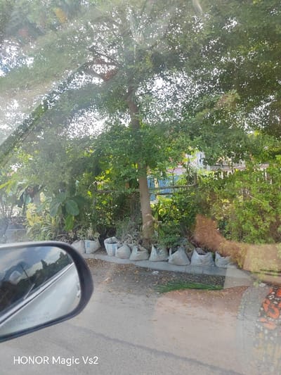 This image captures a roadside scene in Festac Town, Nigeria, observed from within a vehicle. In the foreground, the lower-left section displays a silver vehicle's side mirror, reflecting a cloudy sky and distant greenery, with partially visible text "OBJECTS IN MIRROR ARE CLOSER THAN THEY APPEAR." The asphalt road surface occupies the lower portion of the image, showing scattered dirt and a single green palm frond lying horizontally. A reflection of orange, black, and white patterned fabric is visible on the lower-right edge, suggesting a passenger's attire.

Along the roadside, a line of approximately ten light-colored, possibly repurposed cement or woven plastic, sacks filled with soil and plants serves as informal planters. These sacks are situated on a slightly raised dirt curb or verge. Immediately behind these planters, dense green vegetation, including various shrubs, broad-leafed plants, and the trunk of a medium-sized tree, fills the midground. A light-colored, horizontal slatted fence, possibly constructed from wood or bamboo, is visible through and behind this foliage. In the background, partial views of residential structures with elements of blue and other muted colors are discernible. The sky above is bright and partially obscured by a dense canopy of trees. The image includes a "HONOR Magic Vs2" watermark in the bottom-left corner. No human figures are directly depicted.