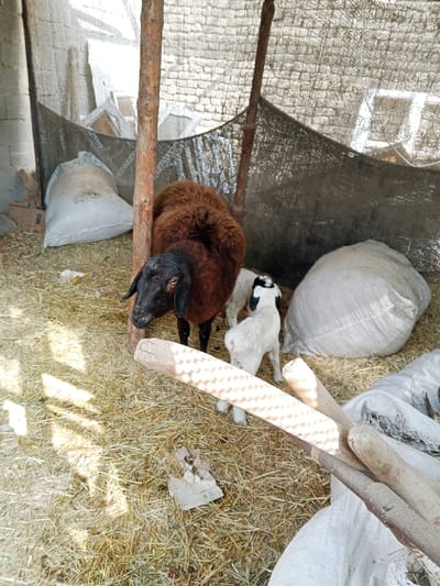 This image, taken in Gijduvan, Uzbekistan, depicts an animal enclosure with a brown adult sheep and a white lamb. The scene is illuminated by natural light, casting distinct grid shadows from overhead netting onto the ground and a central wooden post. The ground is covered with dry straw and hay.
An adult sheep, characterized by its dark brown fleece and black face with black ears, stands prominently in the center-left, facing slightly towards the viewer. To its right and slightly behind, a young lamb with white wool and black markings on its head and ears stands facing away, positioned close to the adult sheep.
The enclosure features rough, light-colored brick or cinder block walls in the background, partially obscured by a dark mesh netting that stretches across the upper portion of the frame. Two unhewn wooden posts, one central and one further right, support the netting. In the background, two large, bulging white or off-white sacks lean against the walls—one to the far left and another to the right, suggesting stored feed or materials. Additional material, possibly another sack or tarp, is visible in the bottom right corner. The foreground shows a cluster of unhewn wooden poles or branches. Scattered debris, including a small yellow object and torn paper, lies on the straw.