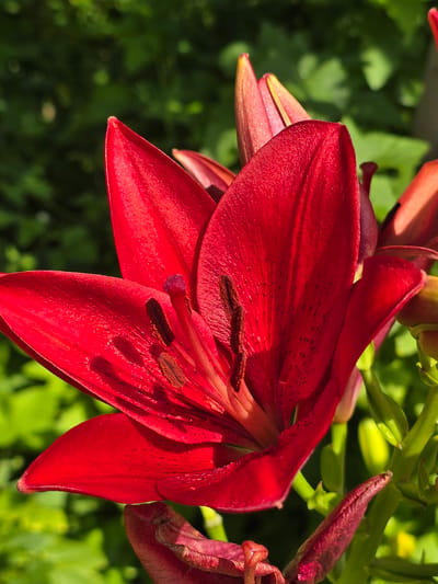 This is a close-up, eye-level, outdoor, vertical, medium shot of a deep red lily flower with some buds. The flower is in focus, with its vibrant red petals dominating the frame. The stamen and pistil are visible in the center of the bloom. The background is a soft-focus blur of green foliage, indicating a natural setting. There are no people or animals present in the image. This photograph was taken in the city of Jezqazğan, Kazakhstan.