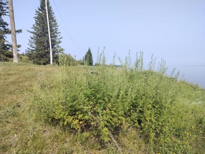 The image depicts a natural landscape with a clear sky and calm water body in the background. In the foreground, there is a dense growth of green bushes and dry grass. Several tall evergreen trees are visible to the left, and a utility pole with wires runs through the scene. The overall impression is that of a rural or undeveloped area. The presence of the utility pole suggests proximity to infrastructure. The scene appears to be taken during daylight hours.